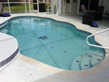 How about your pool surface? We can help you with a complete redesign and resurface!